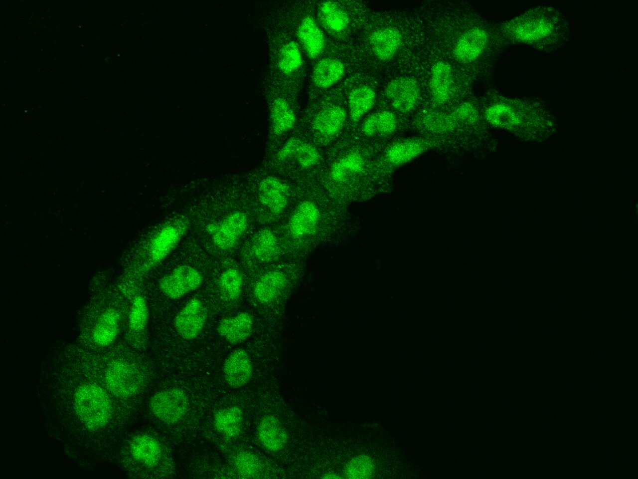INO80E Antibody - BSA Free