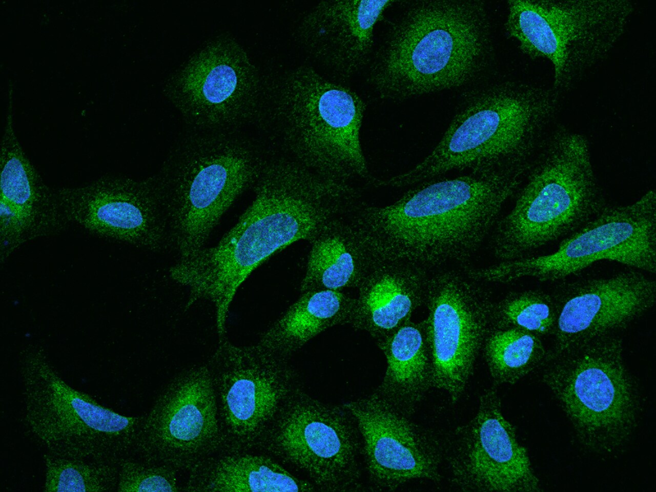 Derlin-2 Antibody - BSA Free