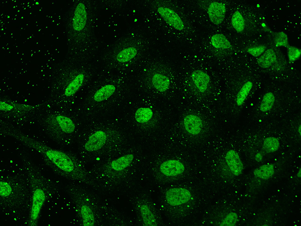 HPD Antibody - BSA Free
