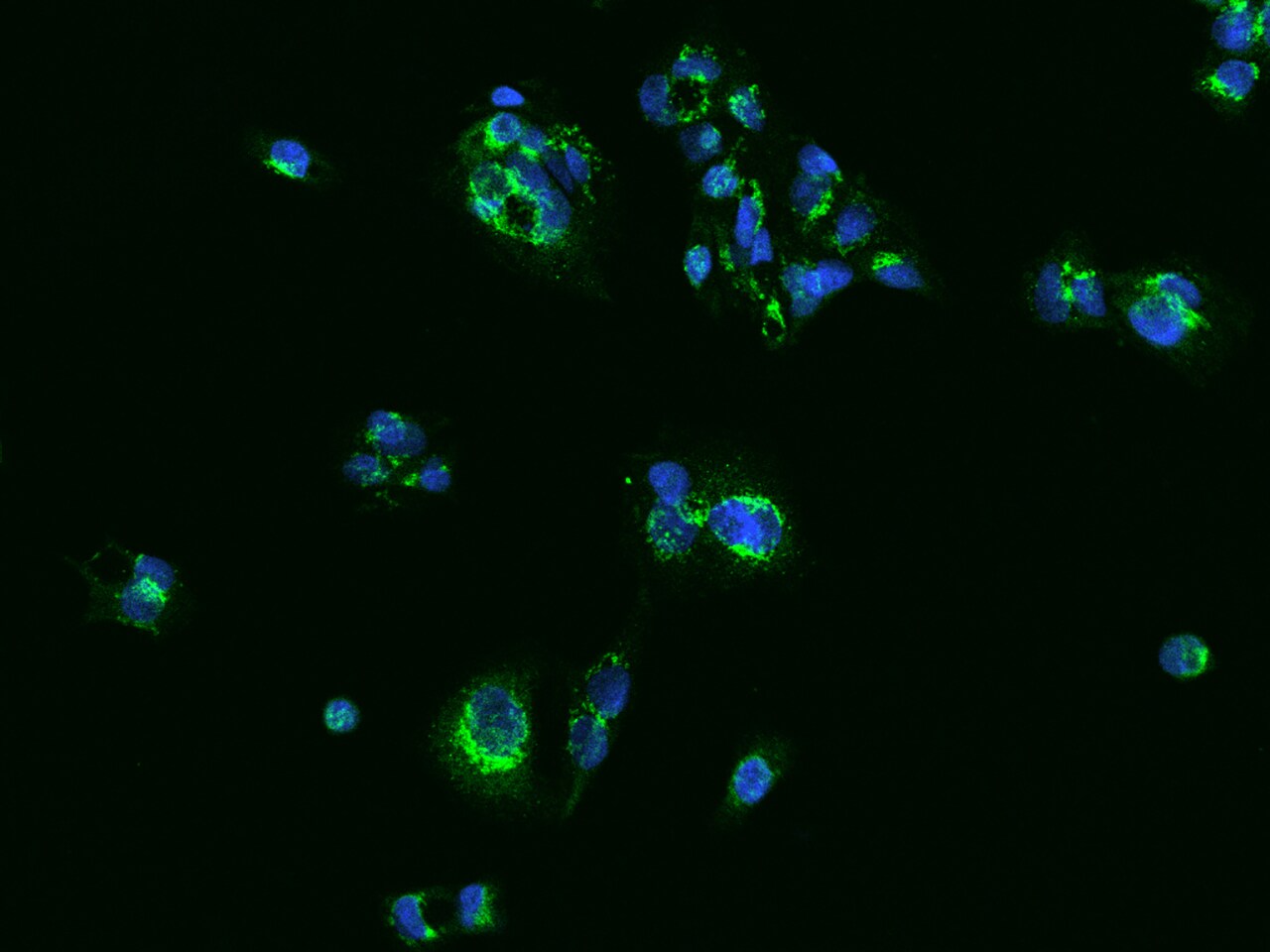 SLC25A42 Antibody - BSA Free