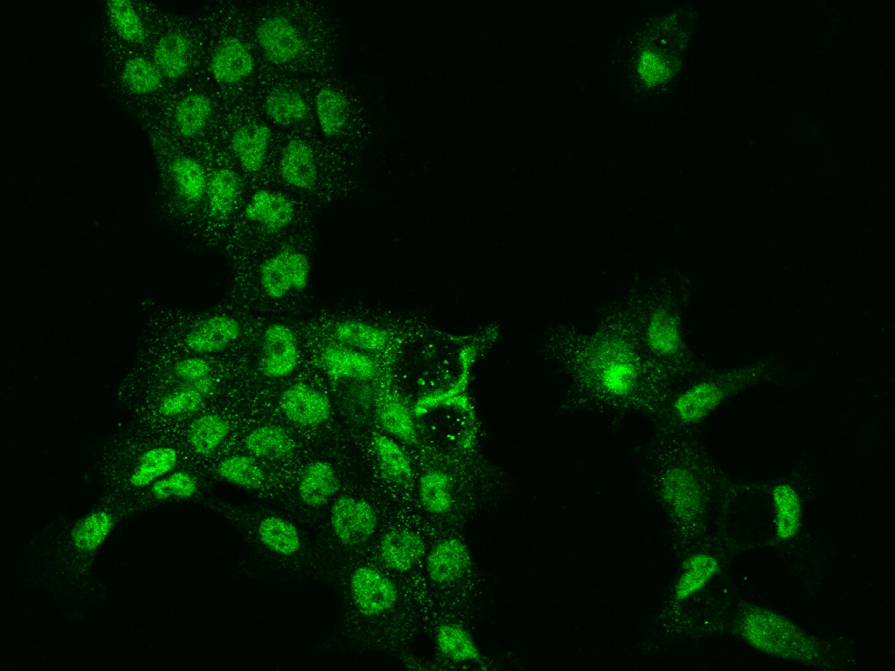 SCC112 Antibody - BSA Free
