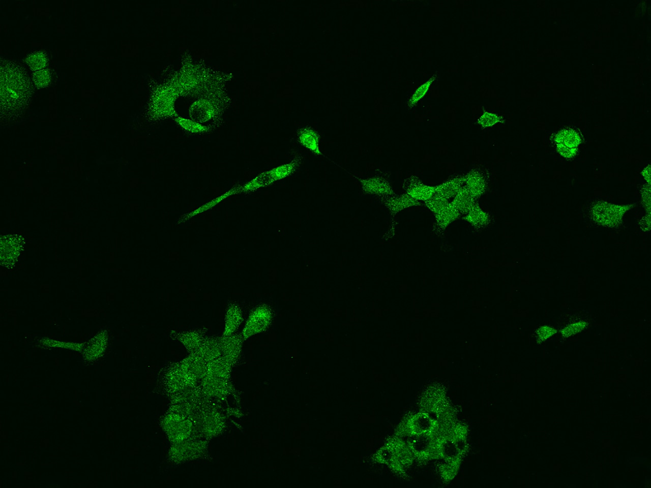 SLC36A4 Antibody - BSA Free
