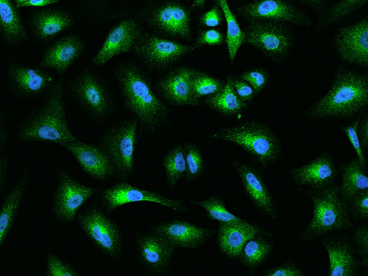 MIA3 Antibody - BSA Free