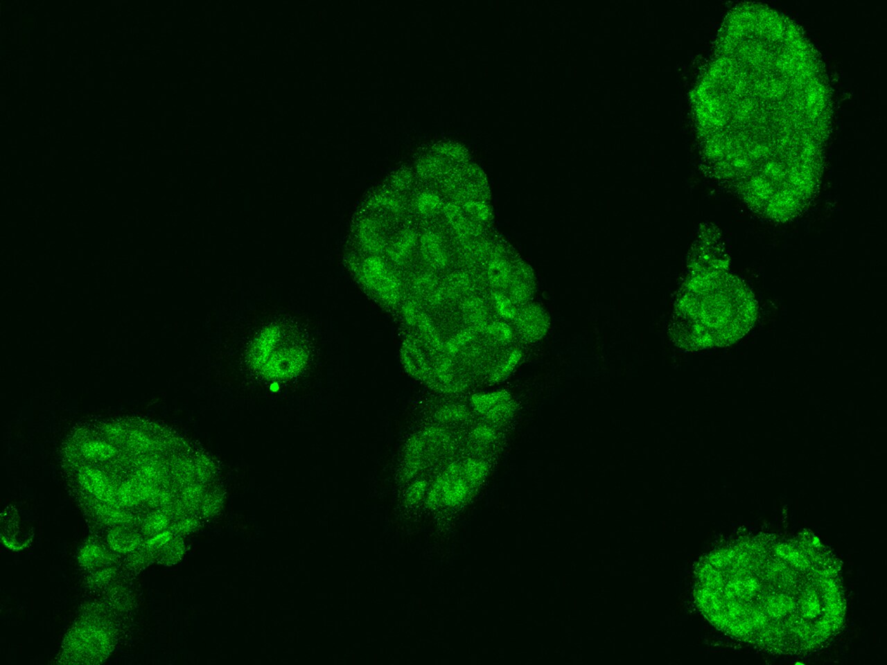 MCTP2 Antibody - BSA Free
