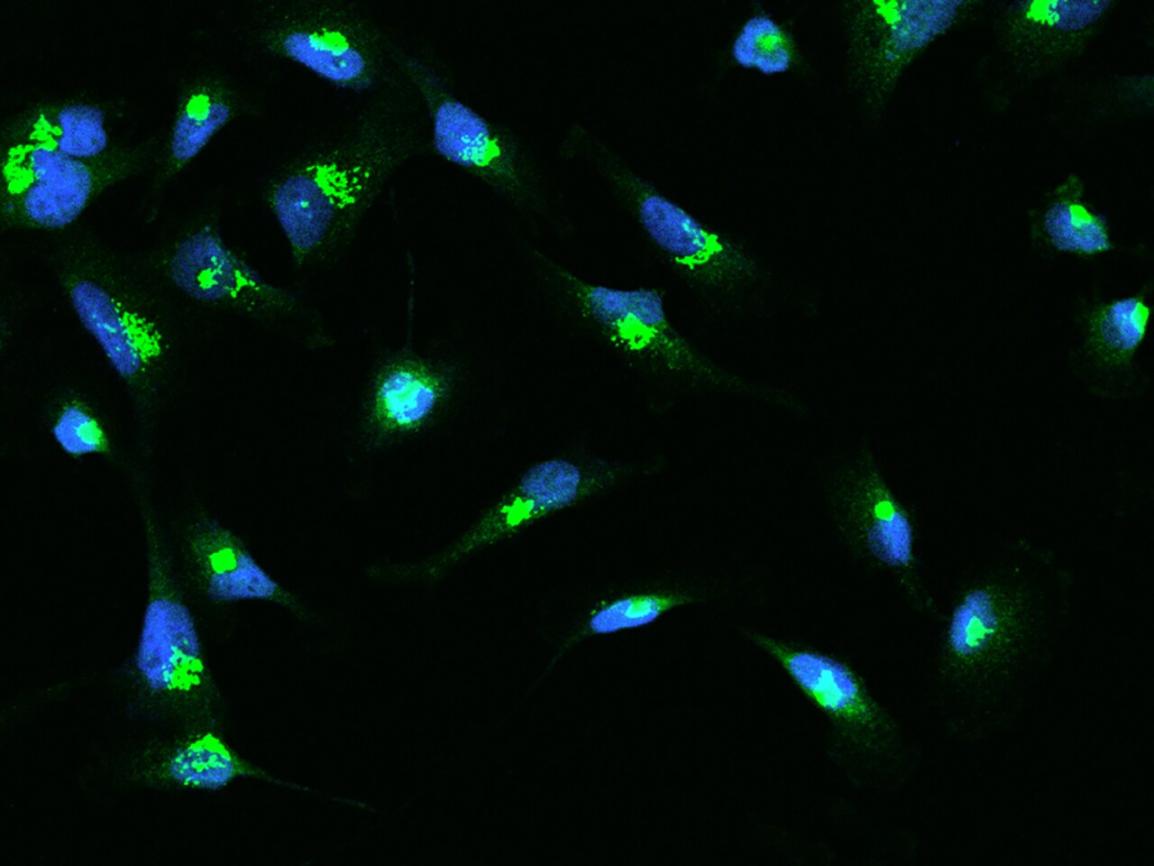 SDF4 Antibody - BSA Free