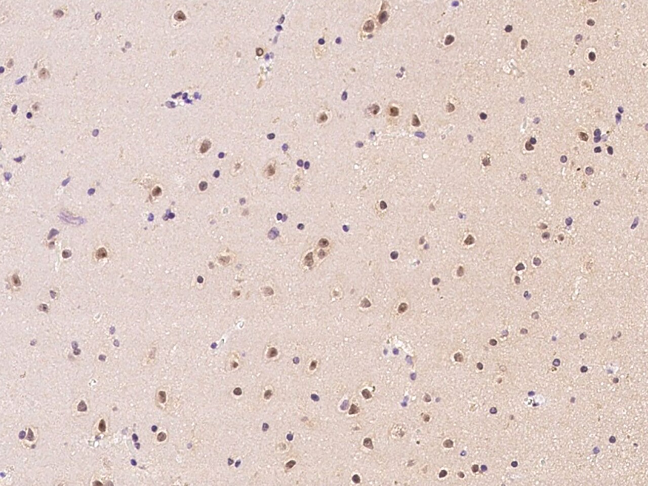 Aprataxin Antibody - BSA Free