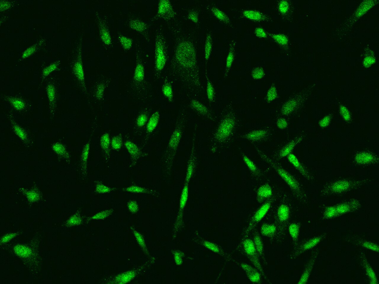 Aprataxin Antibody - BSA Free