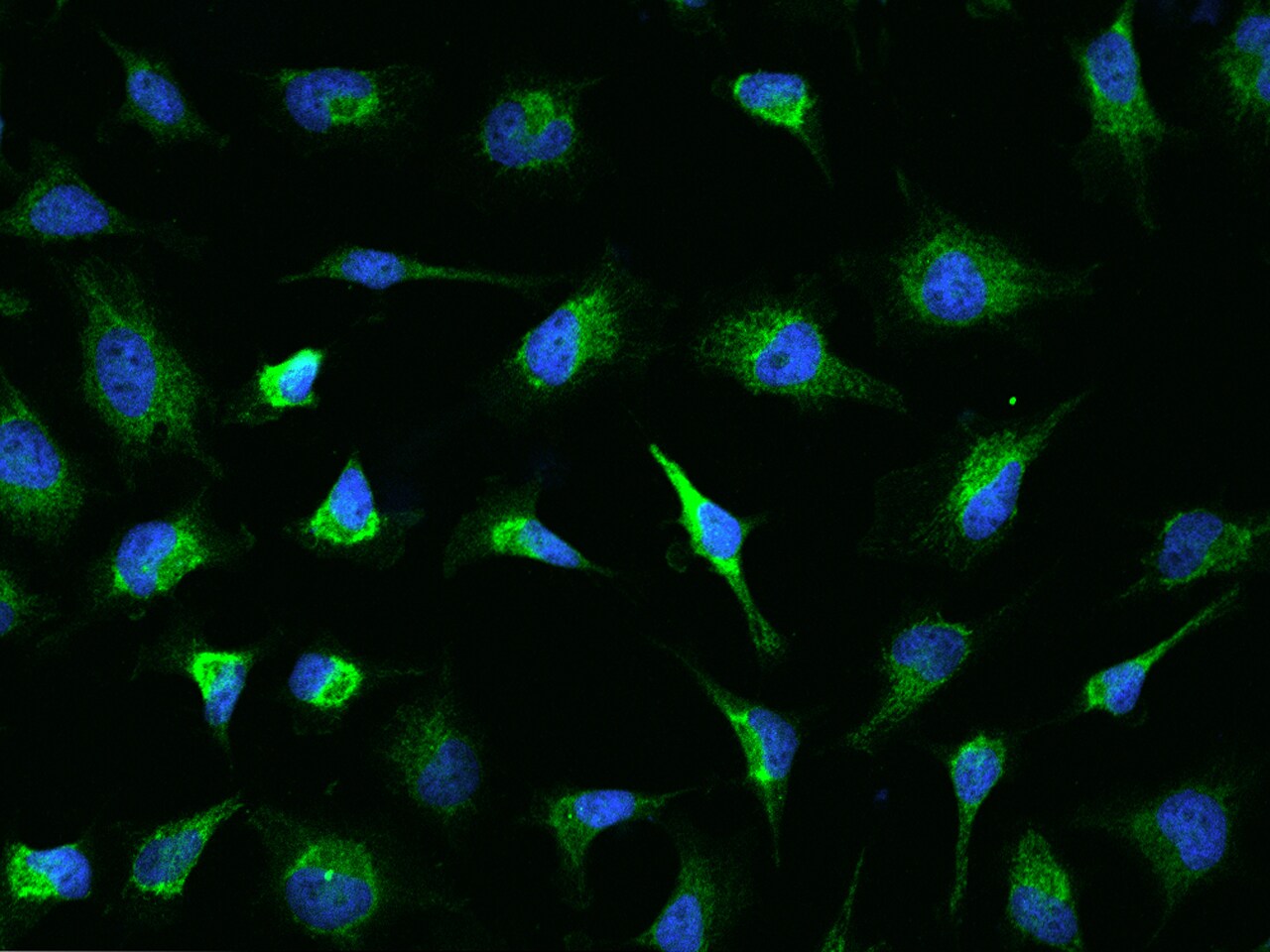ASB9 Antibody - BSA Free