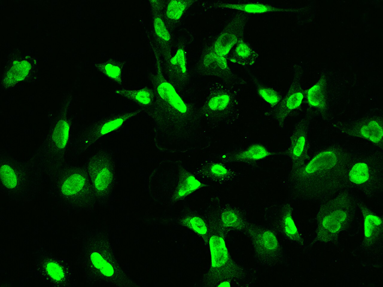 ETV3 Antibody - BSA Free