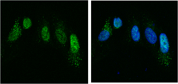 Chordin Antibody - Azide and BSA Free