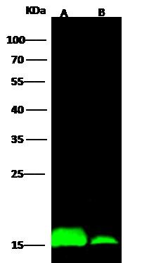 IFITM1 Antibody IFITM1 Antibody