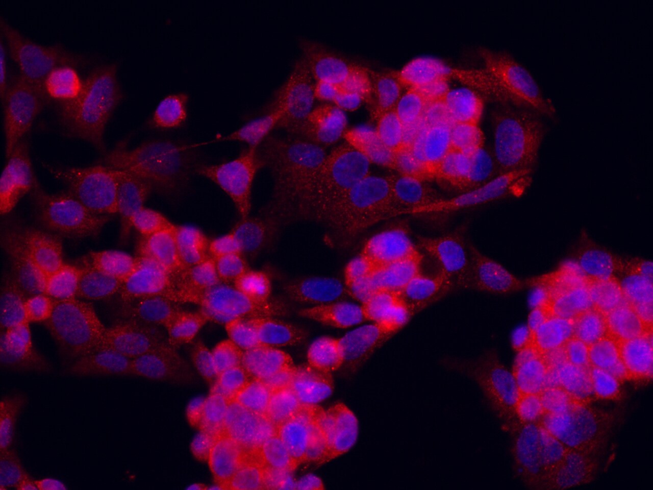 PIWIL2 Antibody - Azide and BSA Free