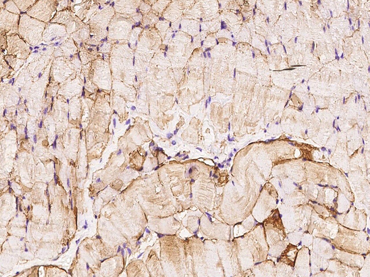 Caveolin-3 Antibody - Azide and BSA Free
