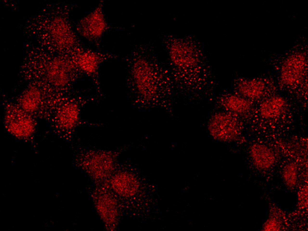 PBX1 Antibody - Azide and BSA Free