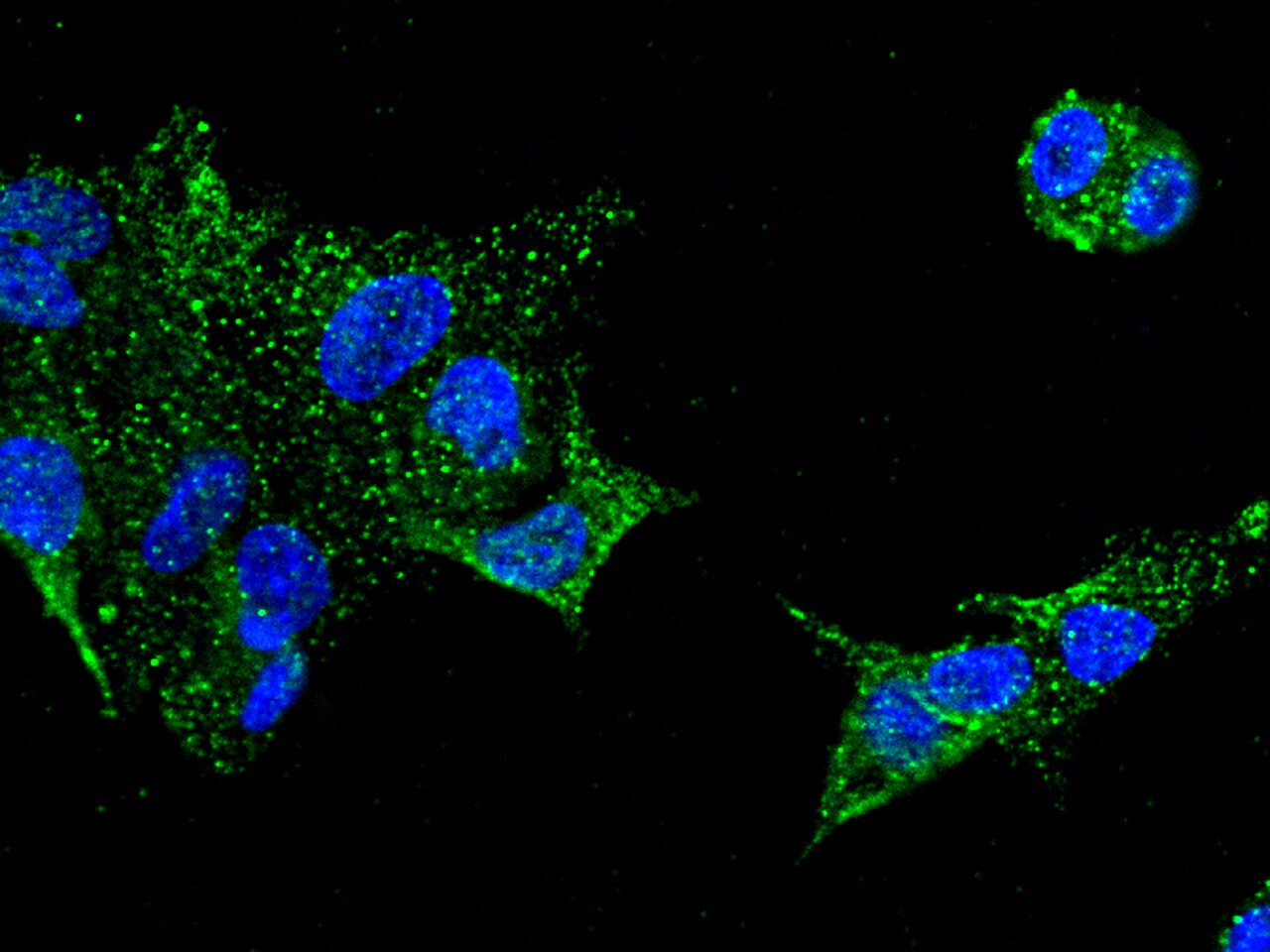 GDF-3 Antibody - Azide and BSA Free