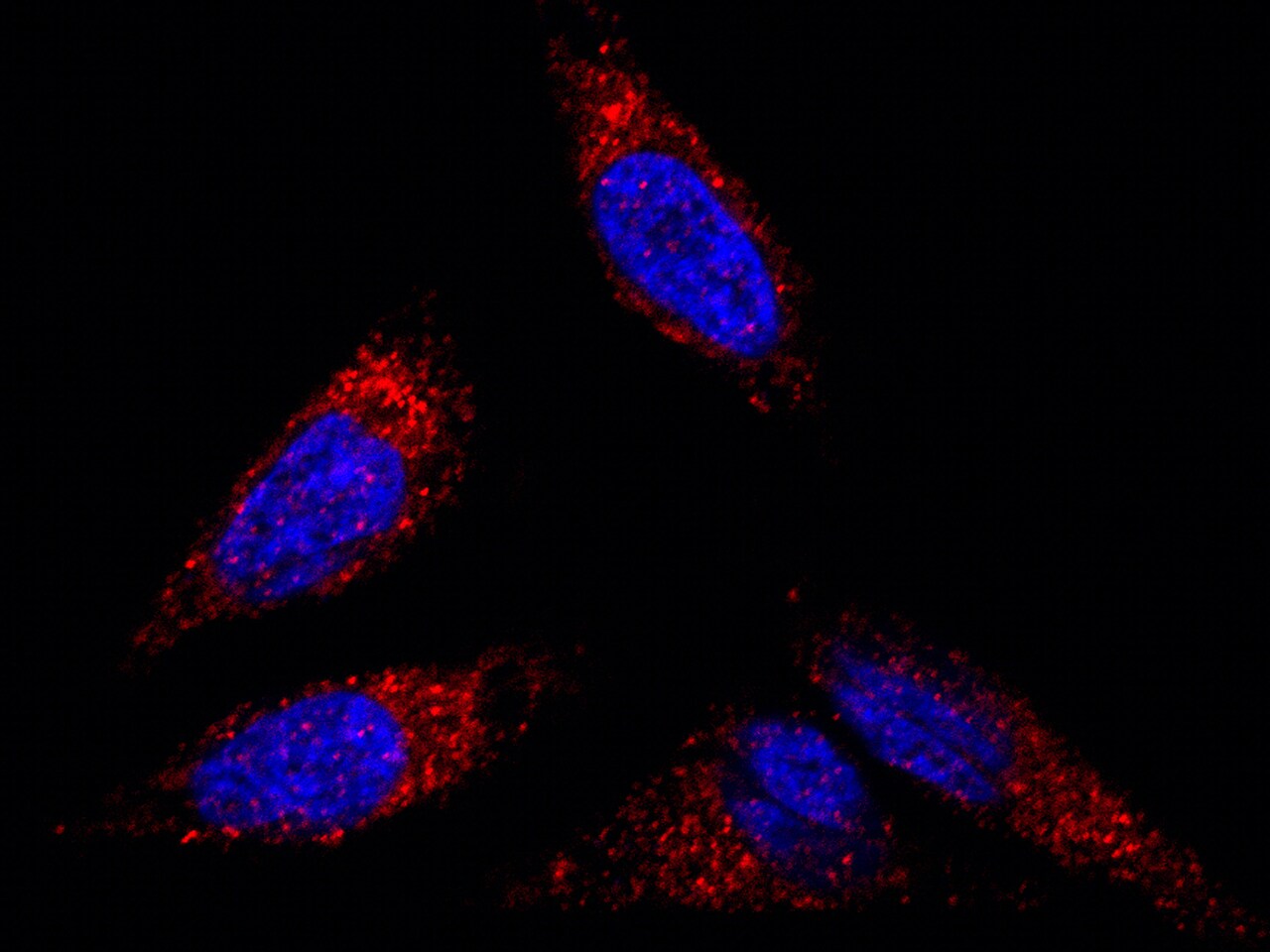 Flotillin 2 Antibody - Azide and BSA Free