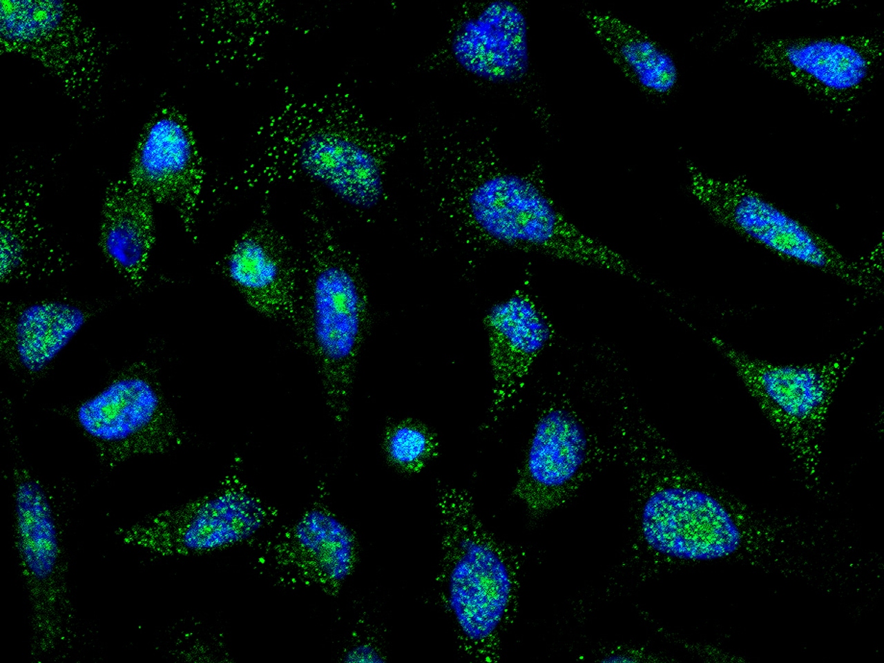 PTF1A Antibody - Azide and BSA Free