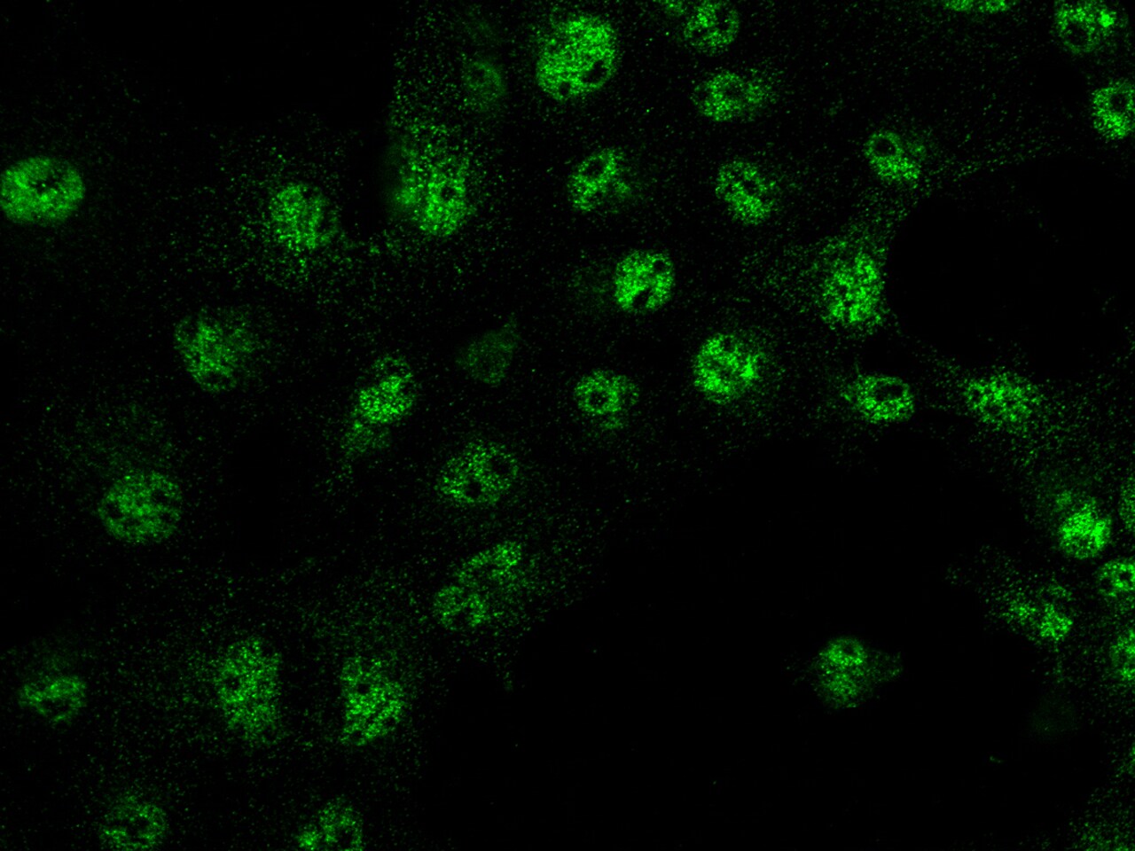 IRF6 Antibody - Azide and BSA Free