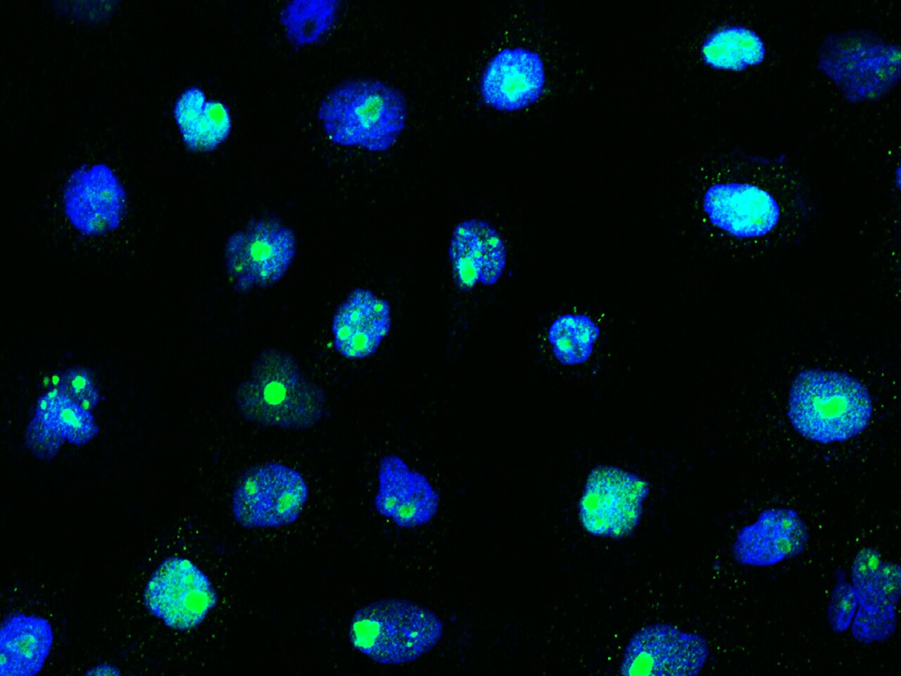 SIPA1 Antibody - Azide and BSA Free
