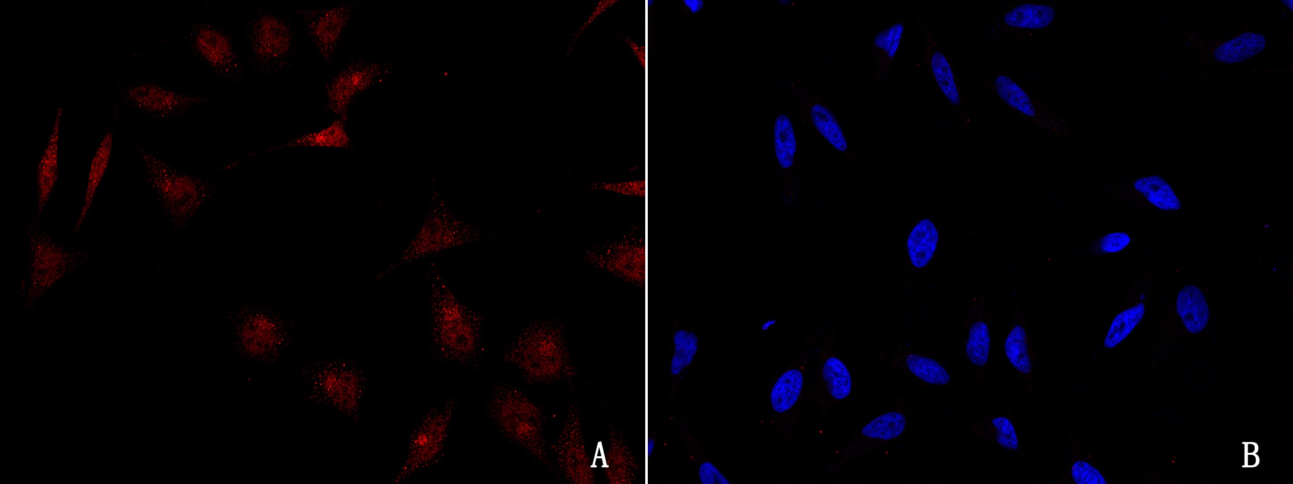 GADD153/CHOP Antibody - Azide and BSA Free