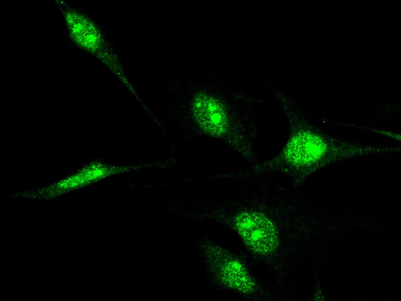 Nucleostemin Antibody - Azide and BSA Free