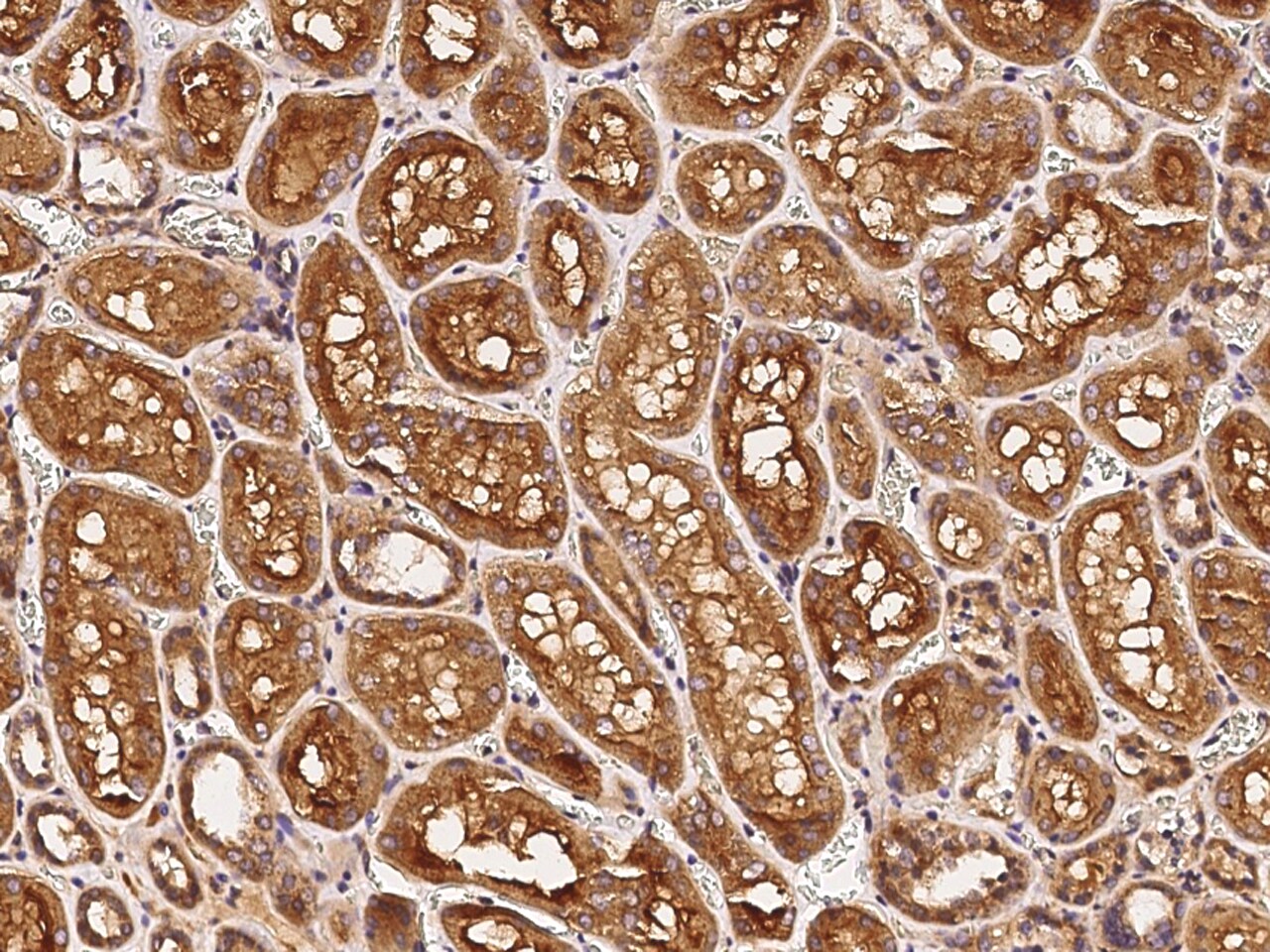 Tafazzin/TAZ Antibody - Azide and BSA Free