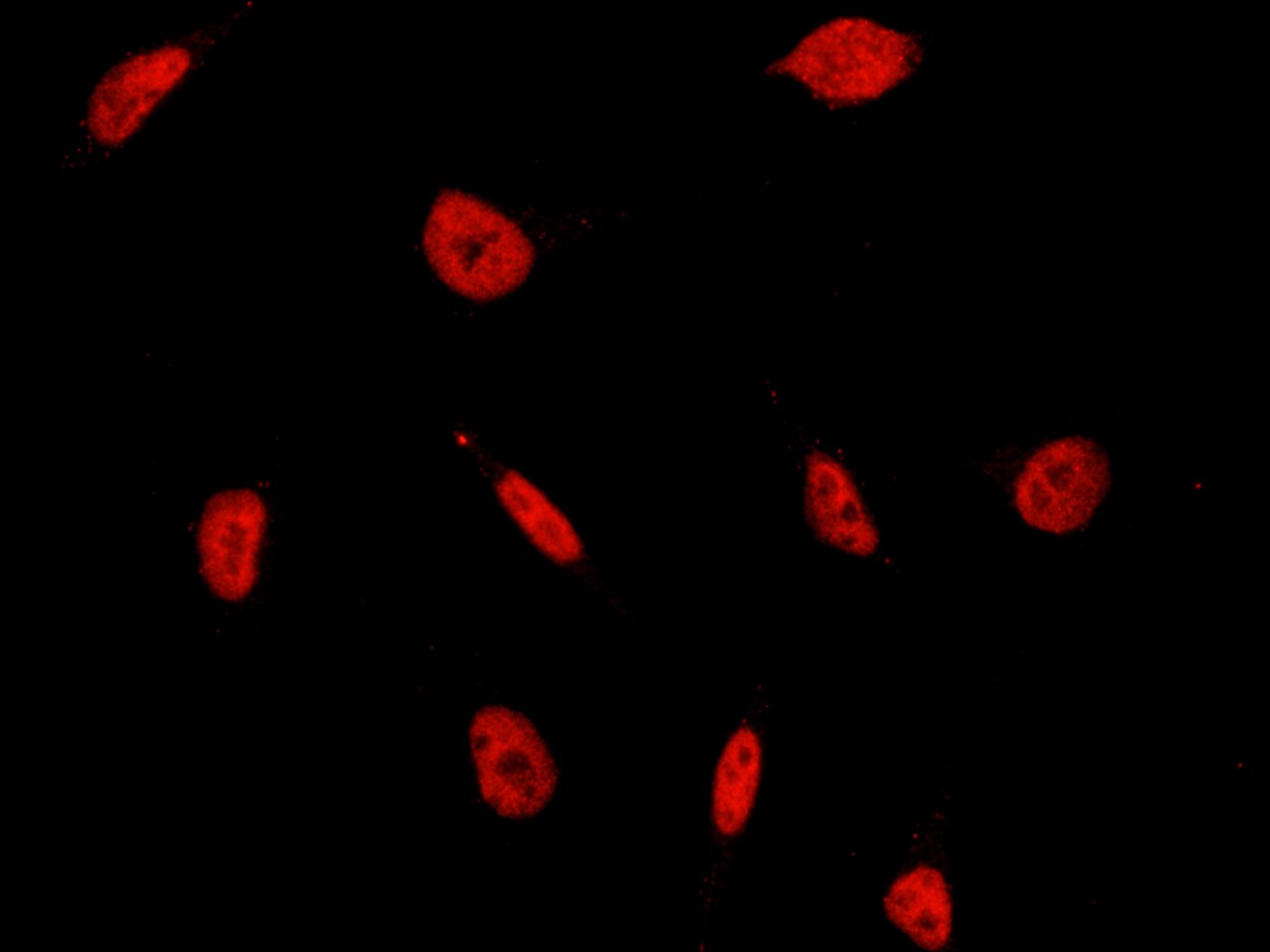 CBX1 Antibody - Azide and BSA Free
