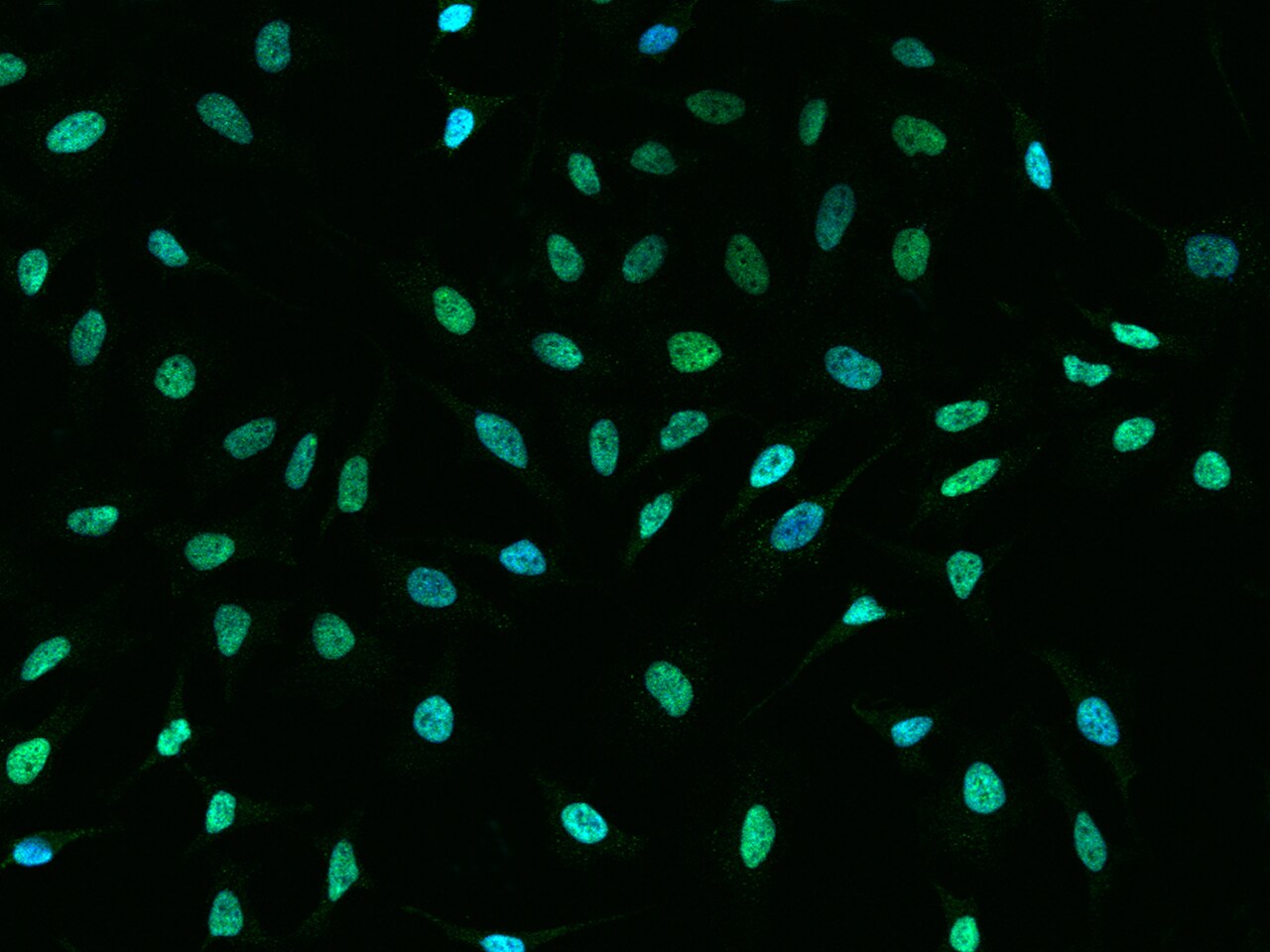 CBX1 Antibody - BSA Free