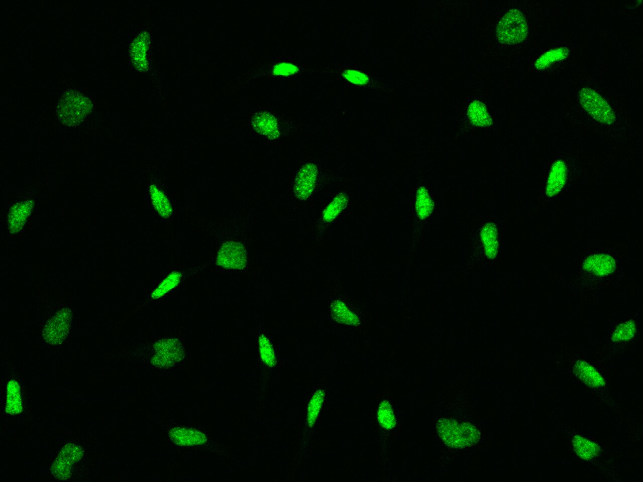 CBX3 Antibody - BSA Free