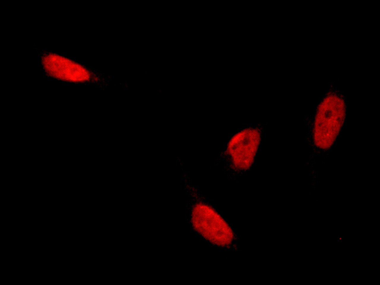 CBX3 Antibody - Azide and BSA Free