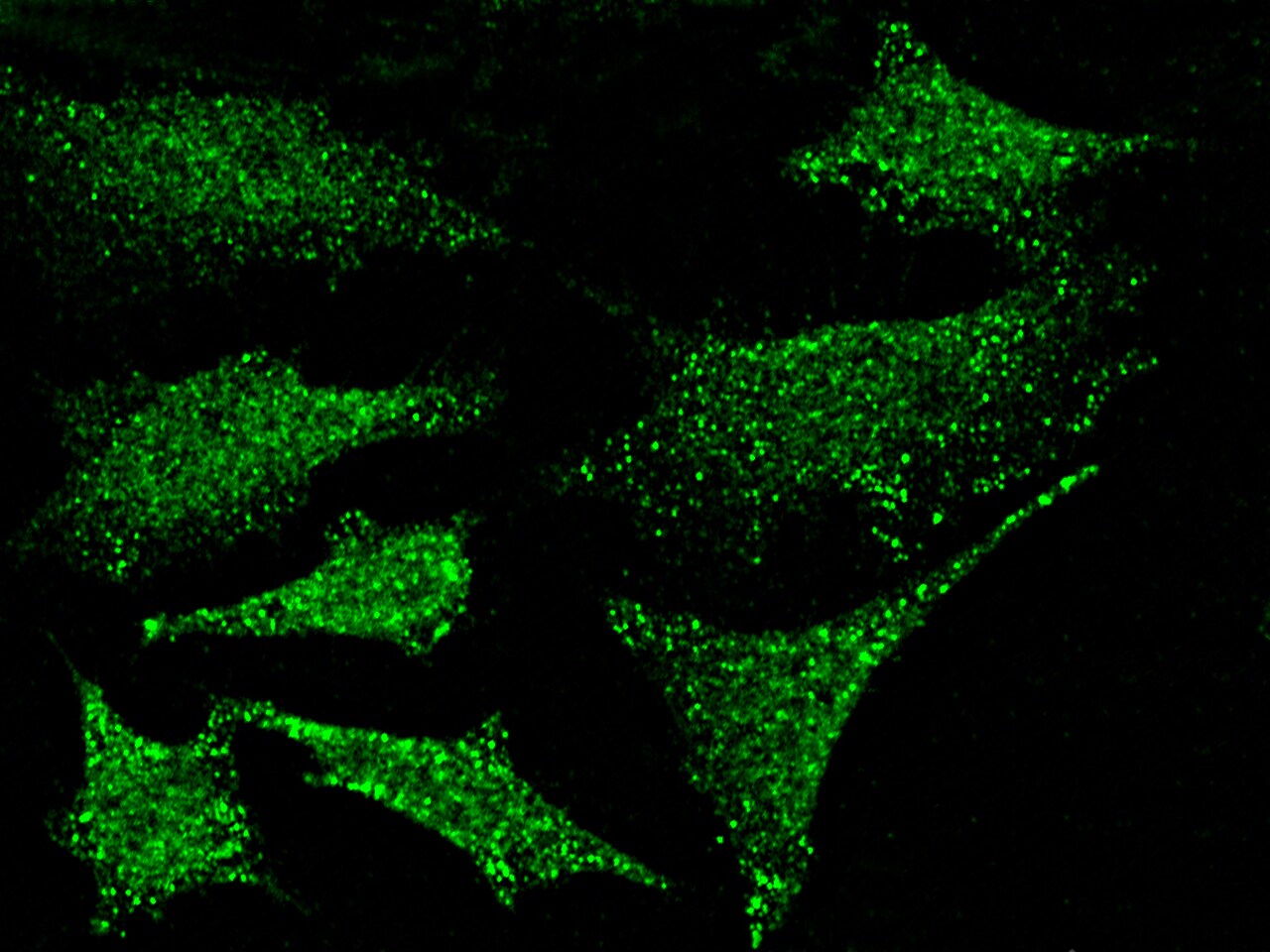 PKN1 Antibody - Azide and BSA Free