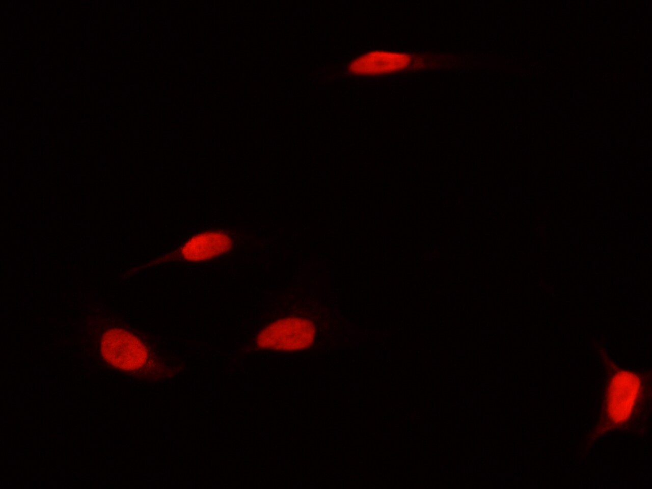 DNMT1 Antibody - Azide and BSA Free