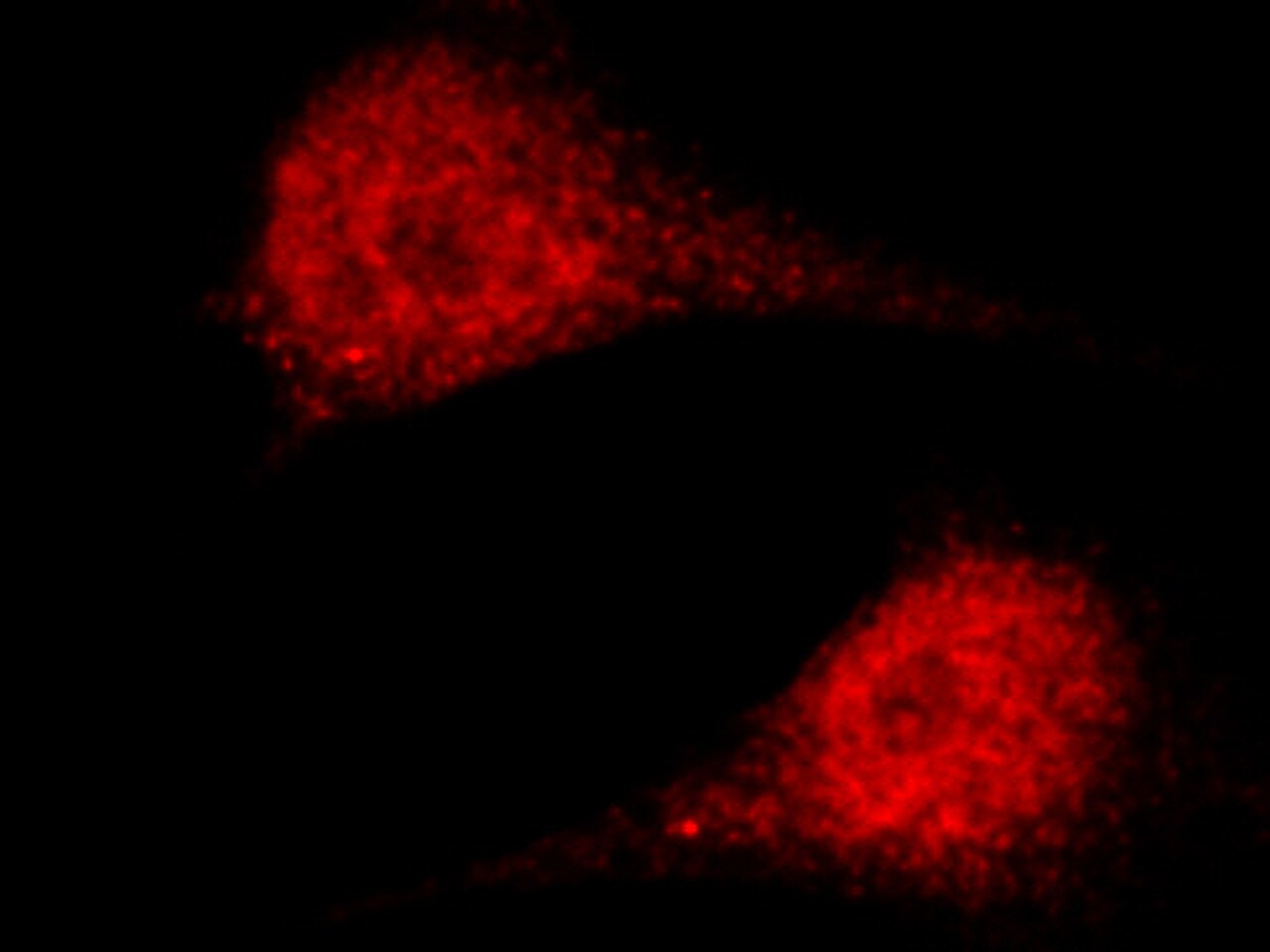ASF1a Antibody - Azide and BSA Free
