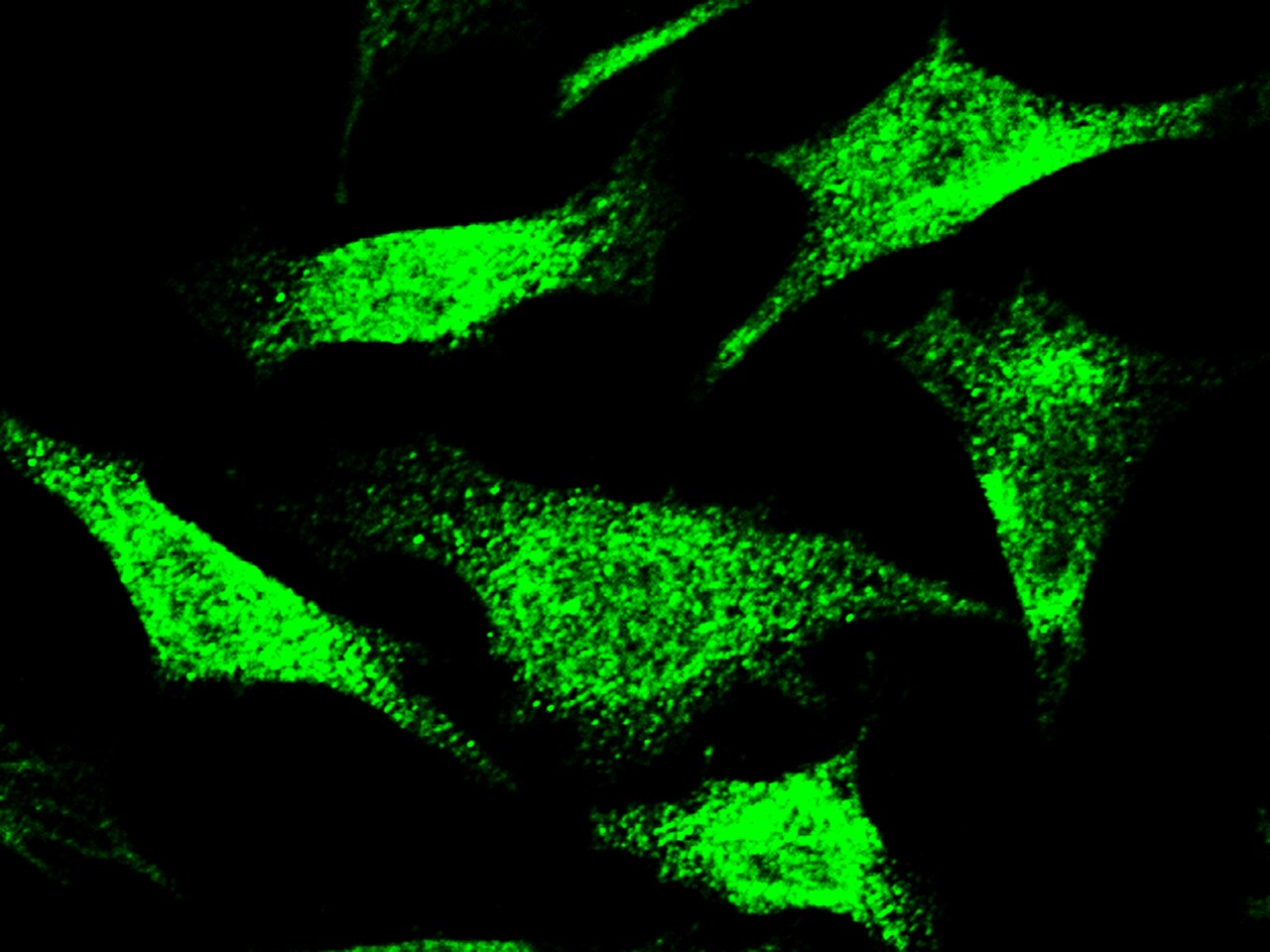 NCAPH Antibody - Azide and BSA Free