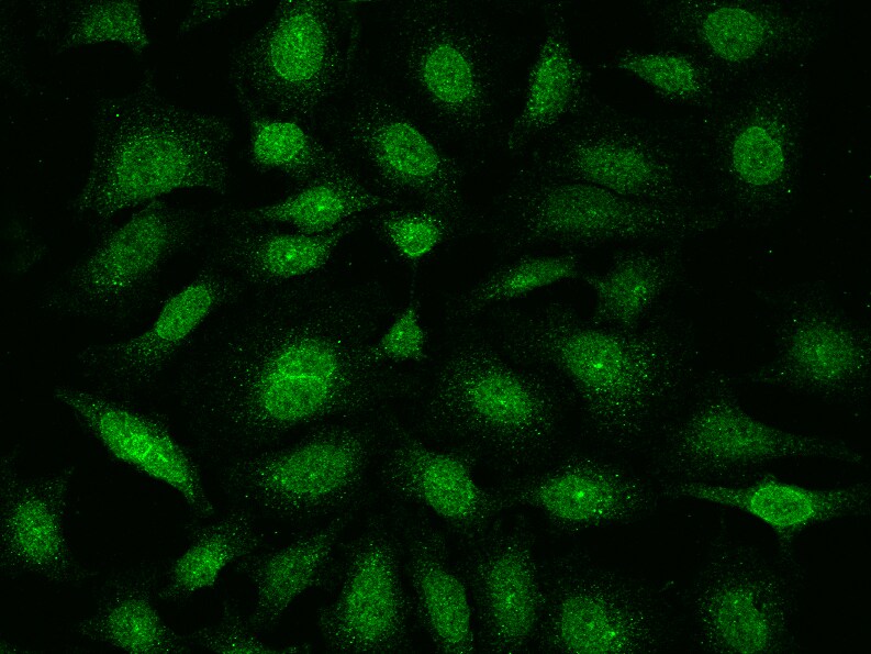 E2F-4 Antibody - BSA Free