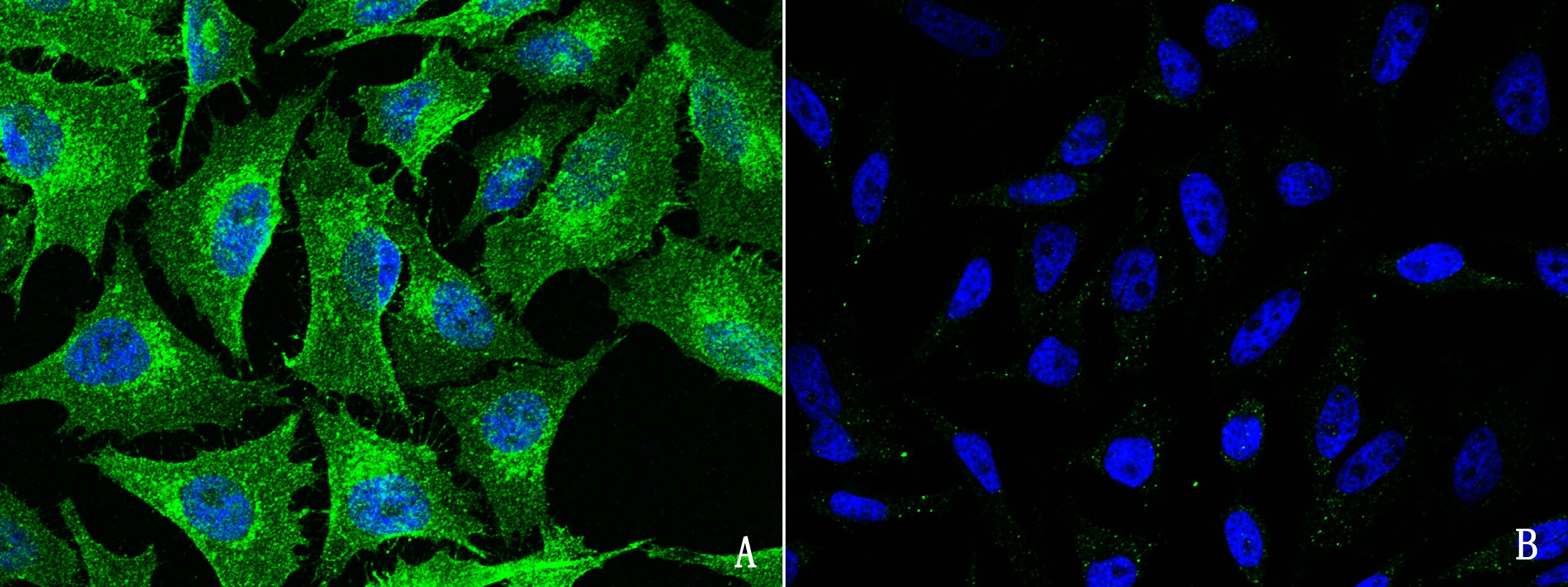 FXR1 Antibody - Azide and BSA Free