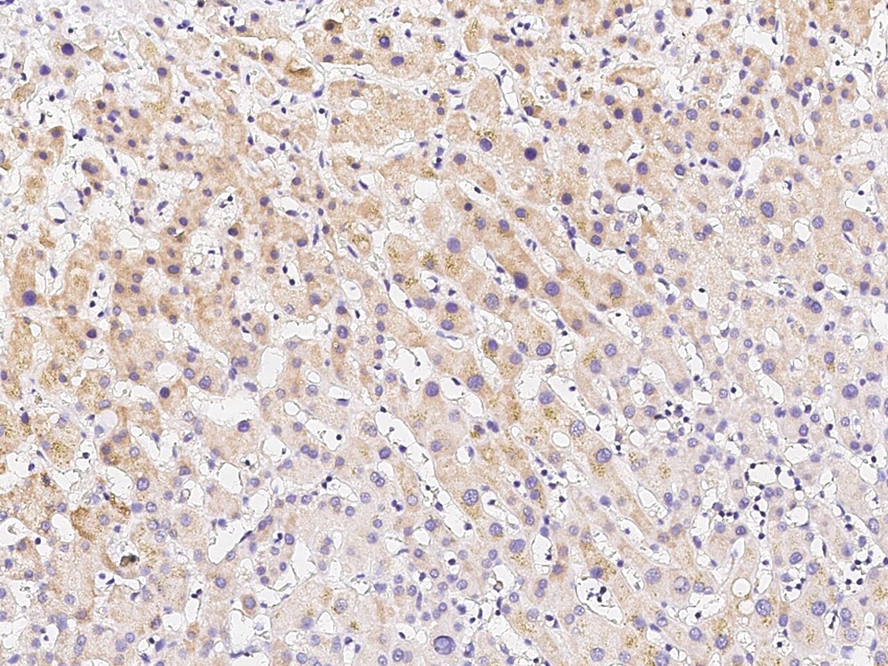 p38 beta/MAPK11 Antibody - Azide and BSA Free