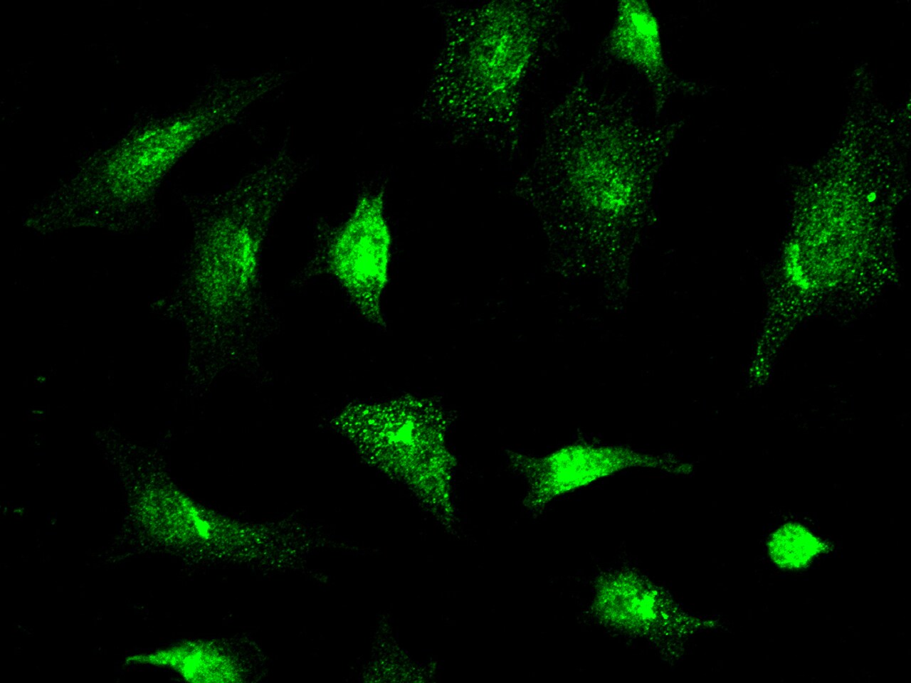 JNK2 Antibody - Azide and BSA Free