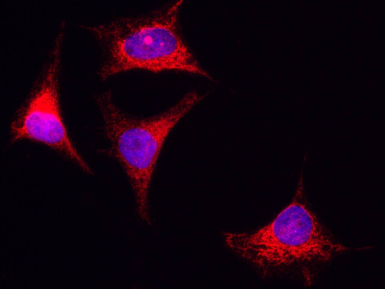PIK3CA Antibody - Azide and BSA Free