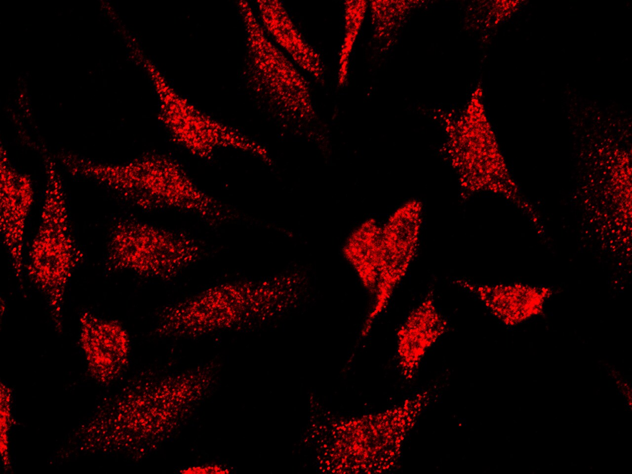 MEIS2 Antibody - Azide and BSA Free
