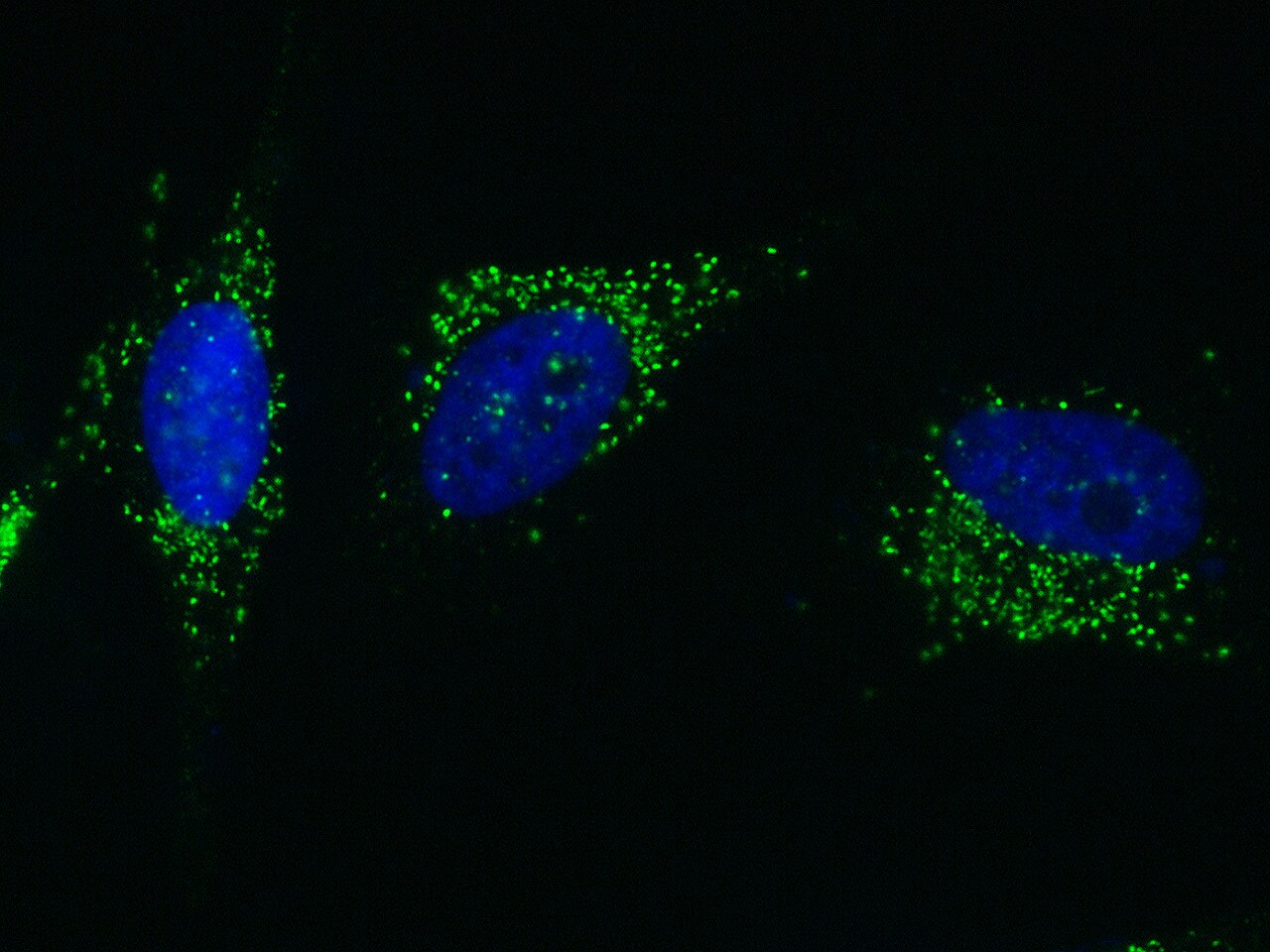 PML Protein Antibody - Azide and BSA Free