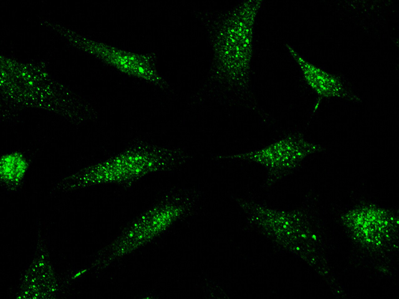 PML Protein Antibody - Azide and BSA Free