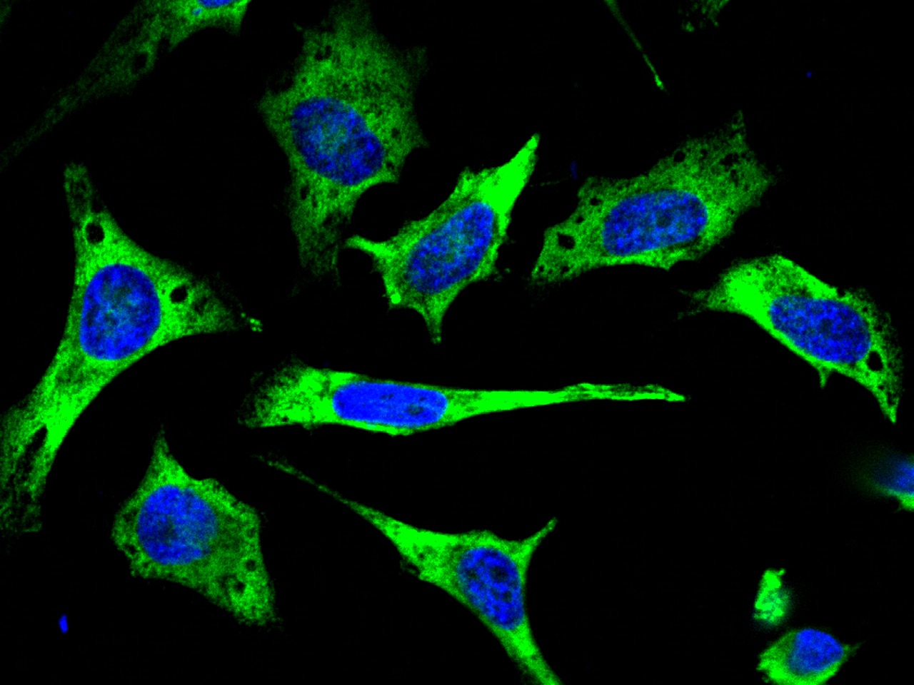 TTK Antibody - Azide and BSA Free