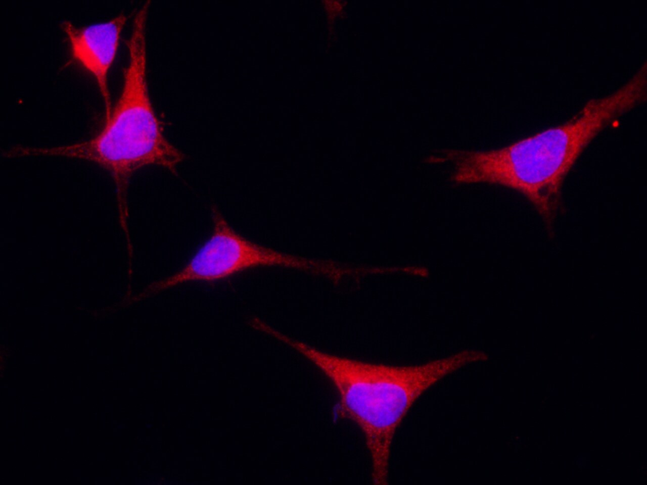 UNG Antibody - Azide and BSA Free