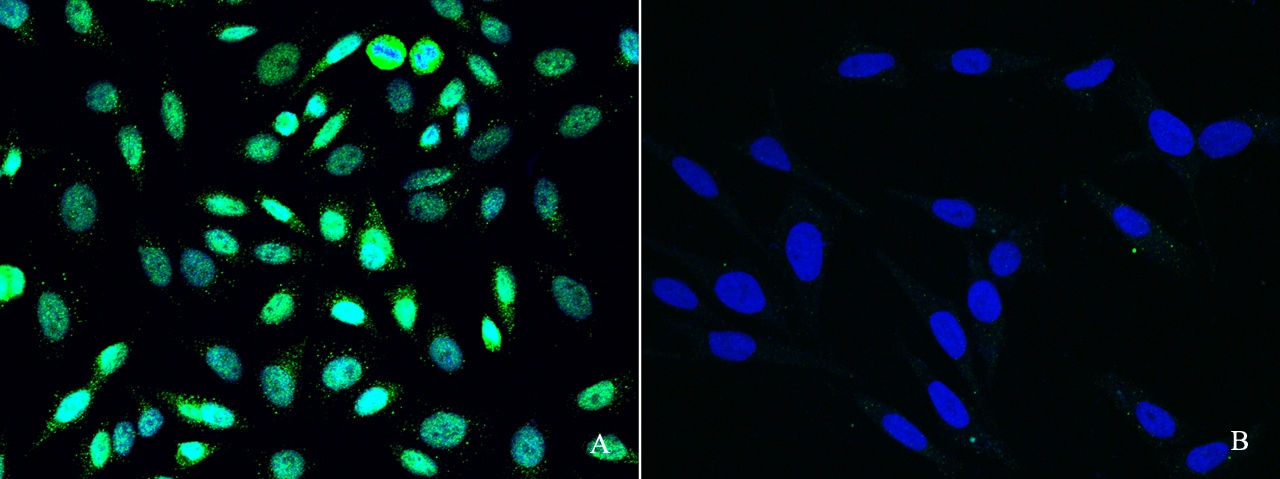 PRMT6 Antibody - Azide and BSA Free