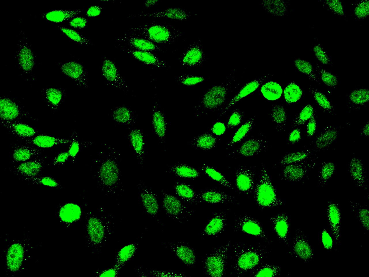 PRMT6 Antibody - Azide and BSA Free