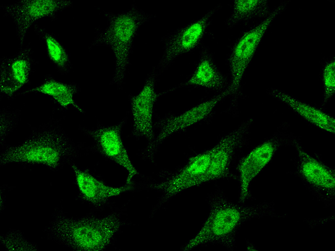 PRMT7 Antibody - Azide and BSA Free