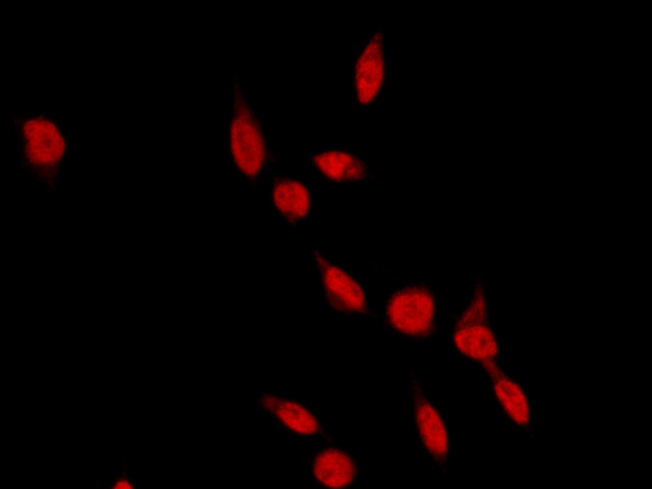 RAD18 Antibody - Azide and BSA Free
