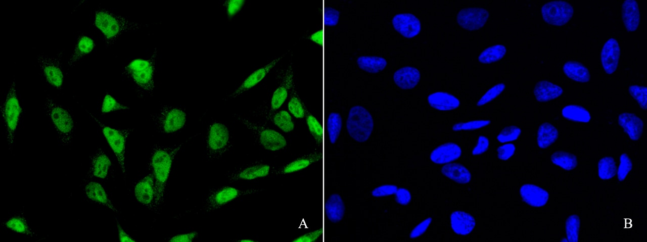 PDCD4 Antibody - Azide and BSA Free