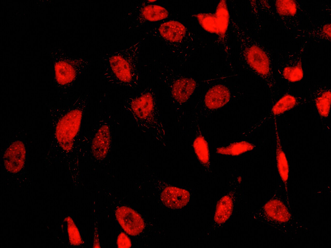 SUMO2 Antibody - Azide and BSA Free